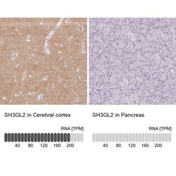 Endophilin A1/SH3GL2 Antibody, Novus Biologicals:Antibodies:Primary Antibodies